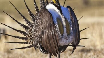 sagegrouse.jpg