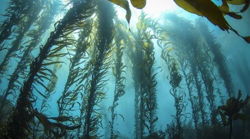 This photo was taken deep in a Central California Kelp forest on a crystal clear day. Huge columns of Giant Kelp reach for the sunlight on the surface