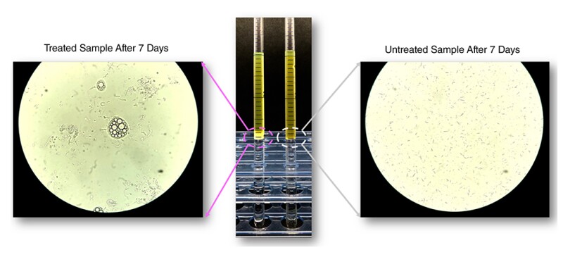 Wax crystals at the interface of the oil/water system