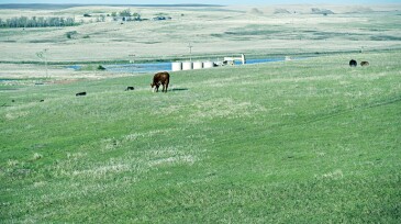 Ranchland shares space with pump jacks and storage tanks on Bakken oil formation in North Dakota