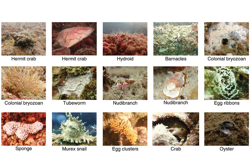 Fig. 1—Examples of macrofouling organisms identified at Pulau Kapas and Pulau Sibu XTR structures.