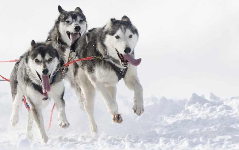 Group of husky sled dogs running in snow