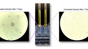 Wax crystals at the interface of the oil/water system