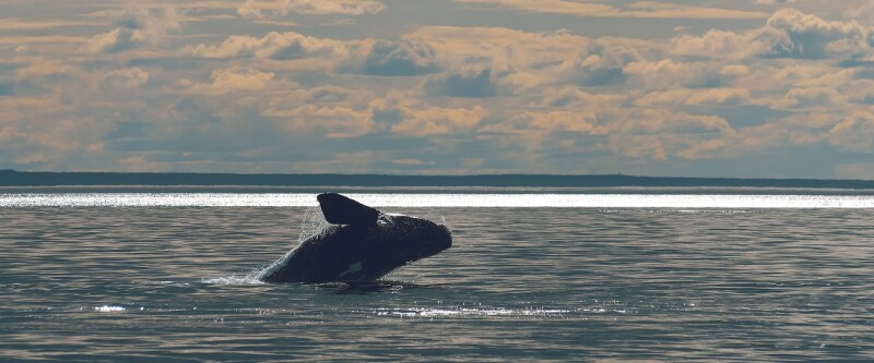 North atlantic right whale