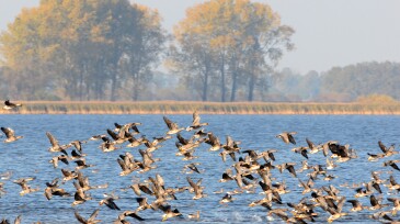 flock of Greylag Goose during autumn migration at Lake (Germany)