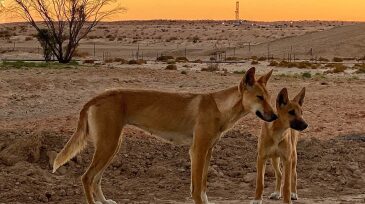 twa-2019-12-ybs-spotting-dingoes-cooper-basin.jpg