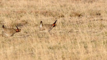 Rare Colorado lesser prairie chickens race across prairie