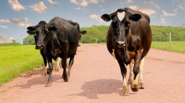 Get out of my way! Large black and white dairy cows walking along pathway returning from grazing to the milking parlour to be milked, glaring at camera person blocking their way.