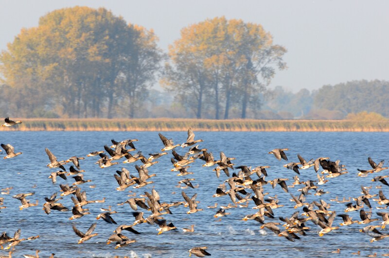 flock of Greylag Goose during autumn migration at Lake (Germany)