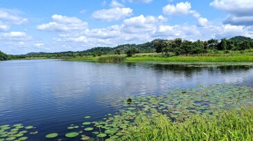 Natural Lake with Water Hyacinth in the Countryside