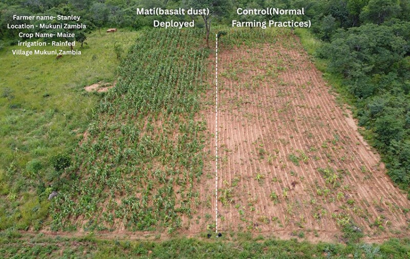 A farm in Zambia, where a section treated with basalt is compared with an untreated control section. Source: Mati Carbon.