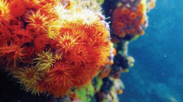 Tubastrea coccinea in orange and Tubastrea tagusensis in yellow