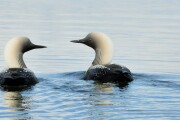 Pacific Loon