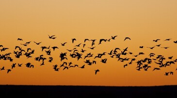 Migrating Flock of Birds