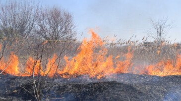 Fire on a plot of dry grass, burning of dry grass and reeds