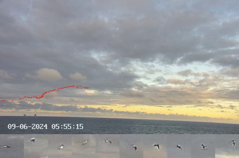 Tracked flight path (red dots) of Northern Gannets captured by SEAWATCH-based bird-monitoring solution at Hywind Tampen offshore wind farm.