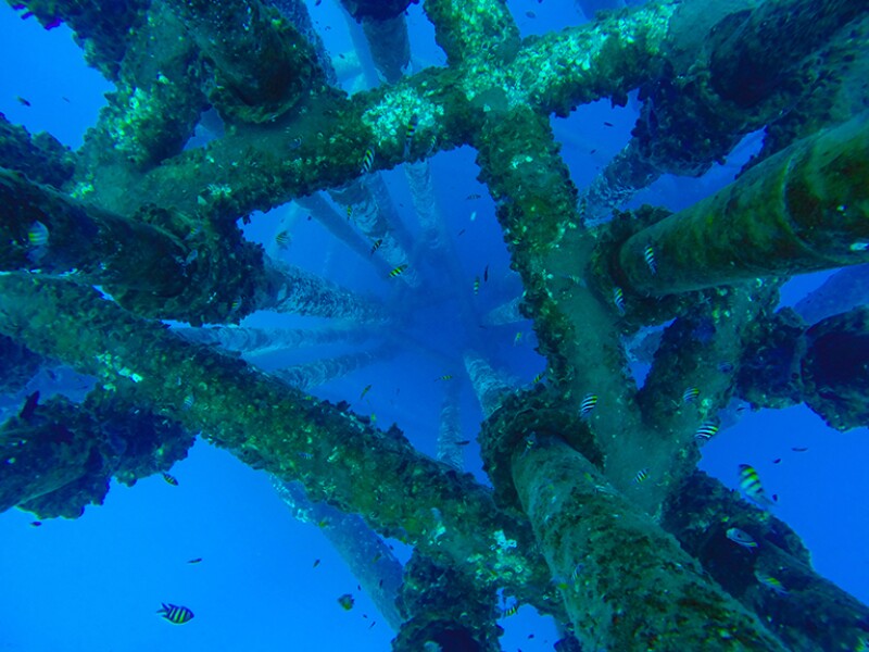 Environmental conditions were collected from routine inspection videos and included pipeline and baseline ecological characteristics.