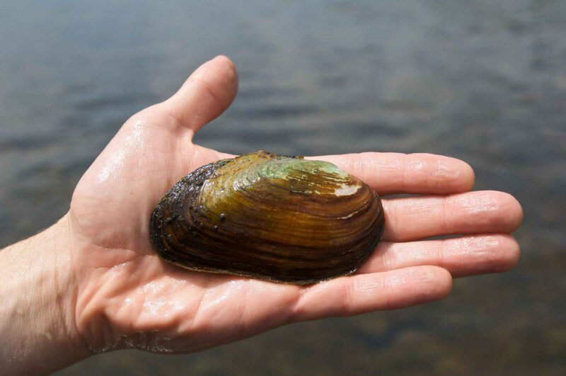 eastern-elliptio-freshwater-mussel-ellipio-coplanata.jpg