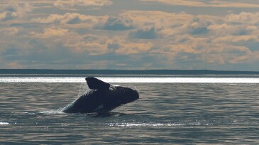 North atlantic right whale