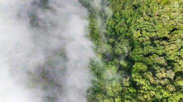 Tropical forests can absorb large amounts of carbon dioxide from the atmosphere.