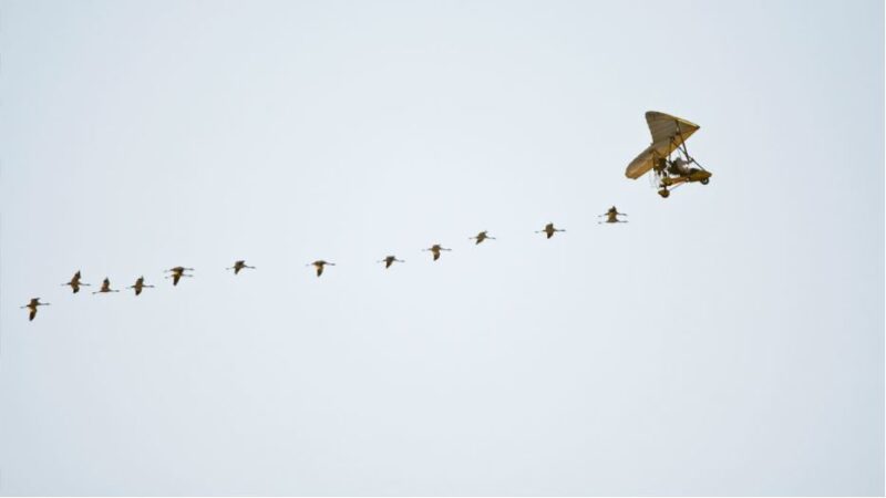 HBR: Can You Be a Great Leader Without Technical Expertise?