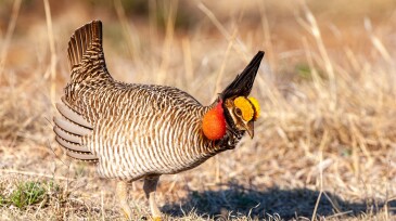 Lesser Prairie Chicken