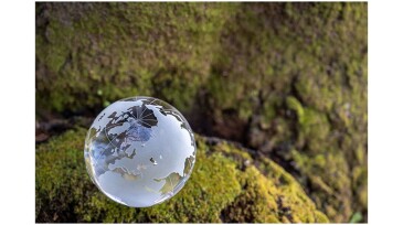 glass globe and an old tree trunk covered with lichen