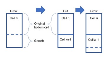 Mesh growth at the bit.