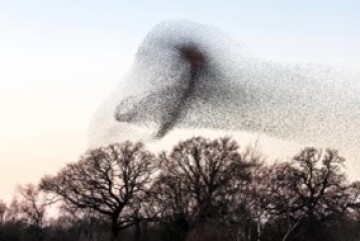 TWA_2022_Starlings_Murmuration_Getty.jpg