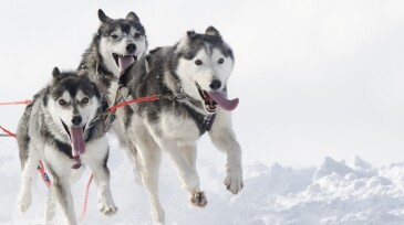Group of husky sled dogs running in snow