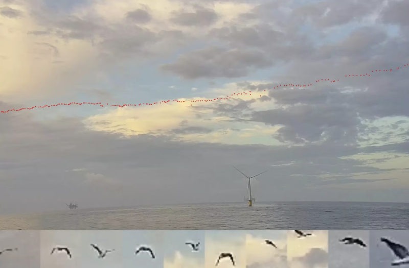 Spoor-Fugro-Bird-Id.png