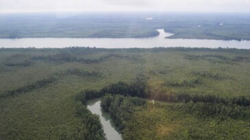 Fig. 1—A gradient of forest structure development is seen from fringe to internal (basin) mangroves in the NDR.