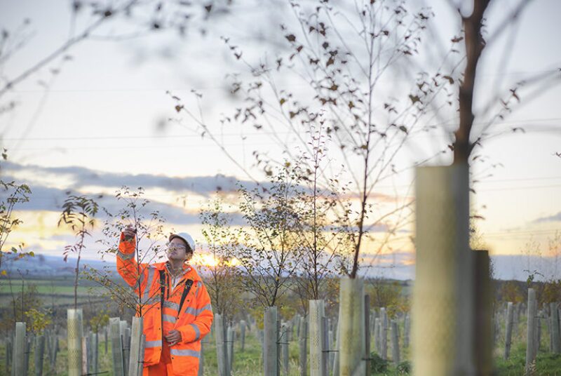 Worker tending young trees