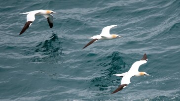 Spoor-Northern-Gannet-Andreas-Günther.jpg