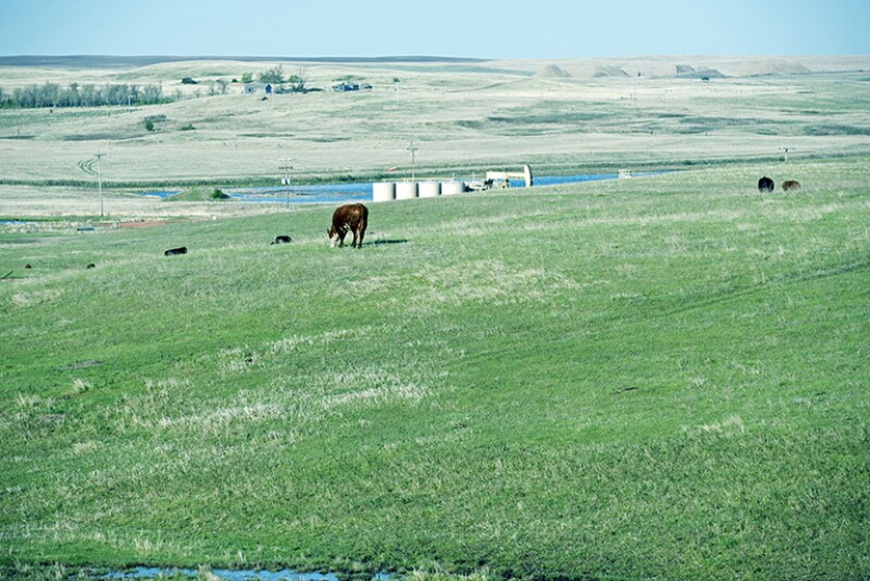 Ranchland shares space with pump jacks and storage tanks on Bakken oil formation in North Dakota
