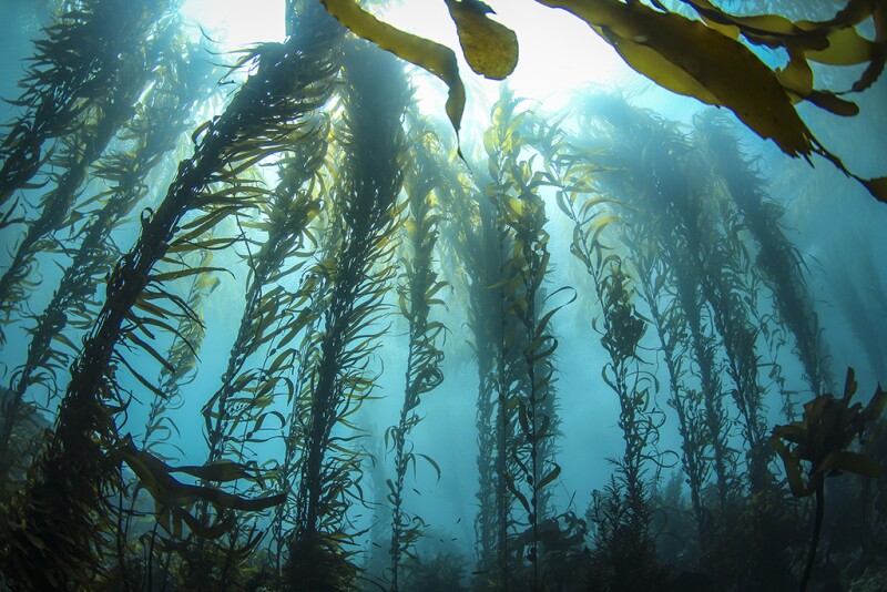 This photo was taken deep in a Central California Kelp forest on a crystal clear day. Huge columns of Giant Kelp reach for the sunlight on the surface
