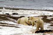 ArcticBears.jpg