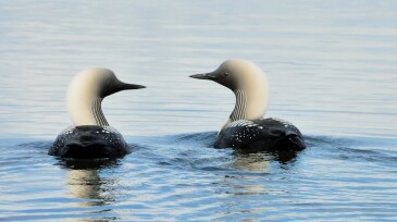 Pacific Loon